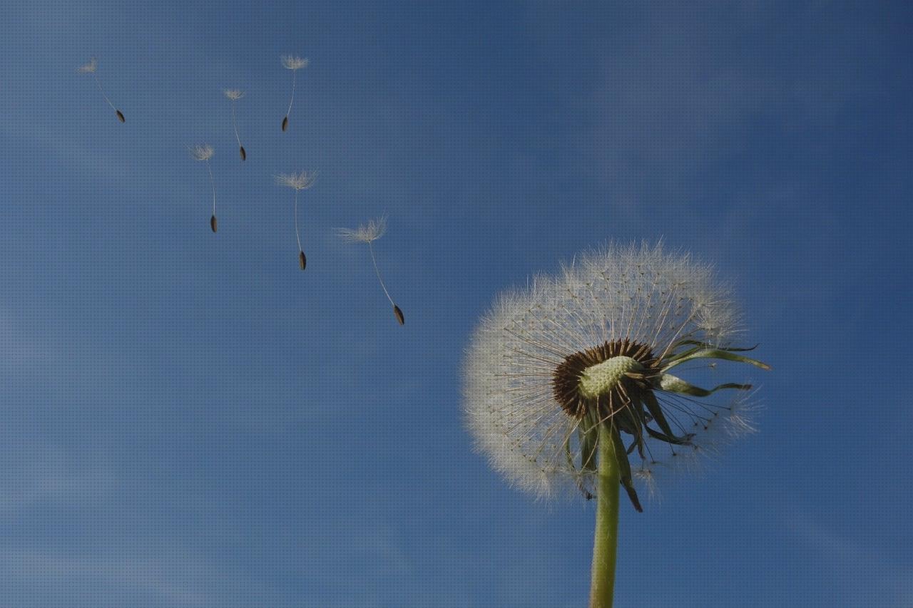 ¿Dónde poder comprar flores semillas flores?