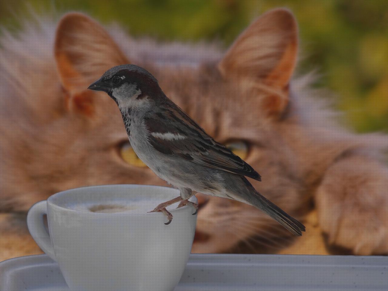 Review de taza gato