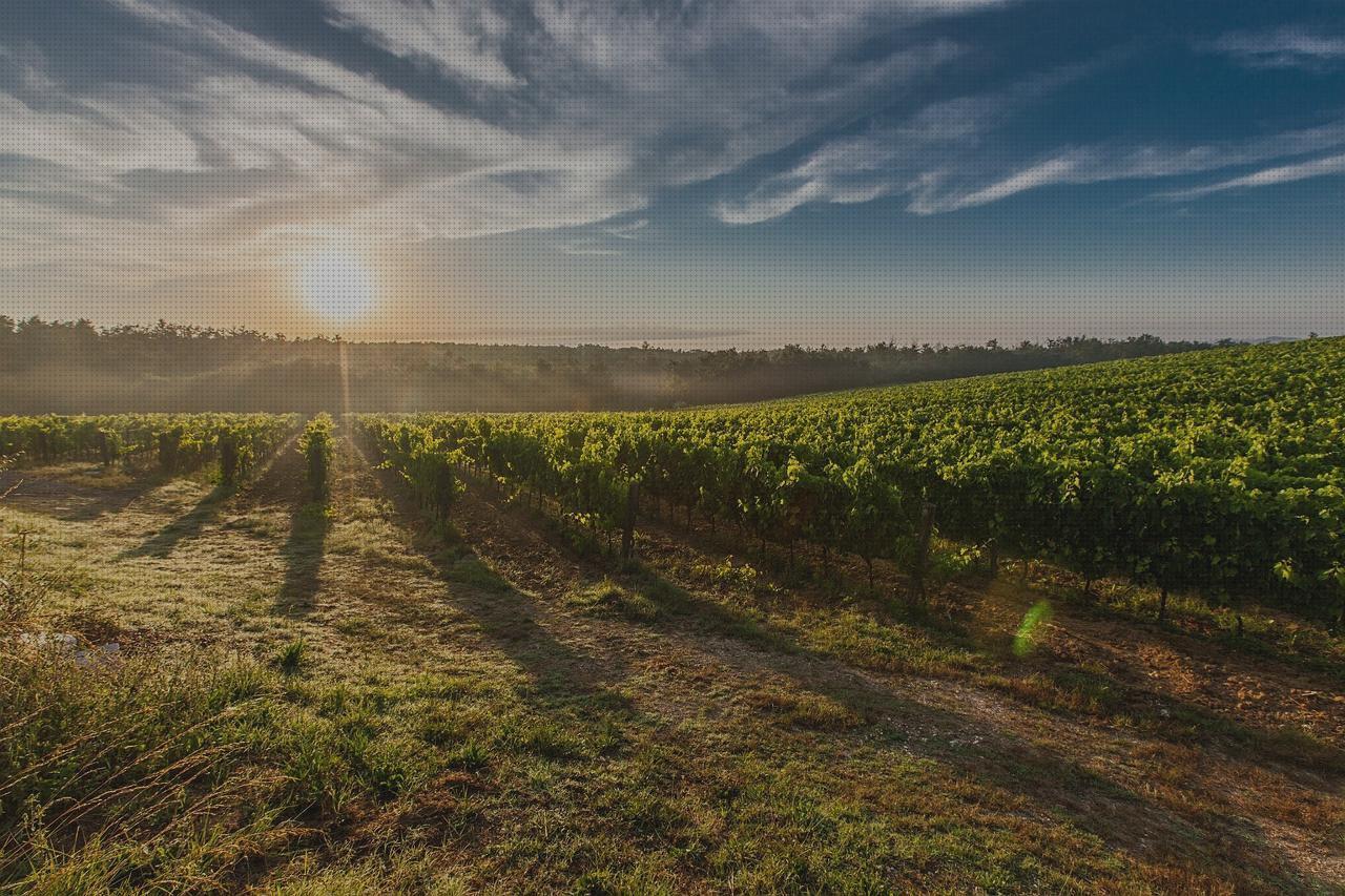 Las mejores marcas de vinos 2020 vinos chilenos 2020