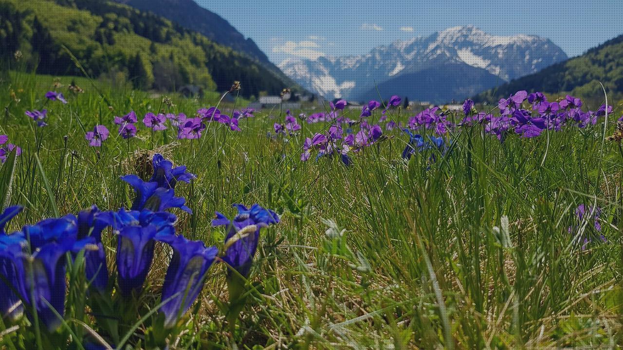 ¿Dónde poder comprar violeta de genciana?