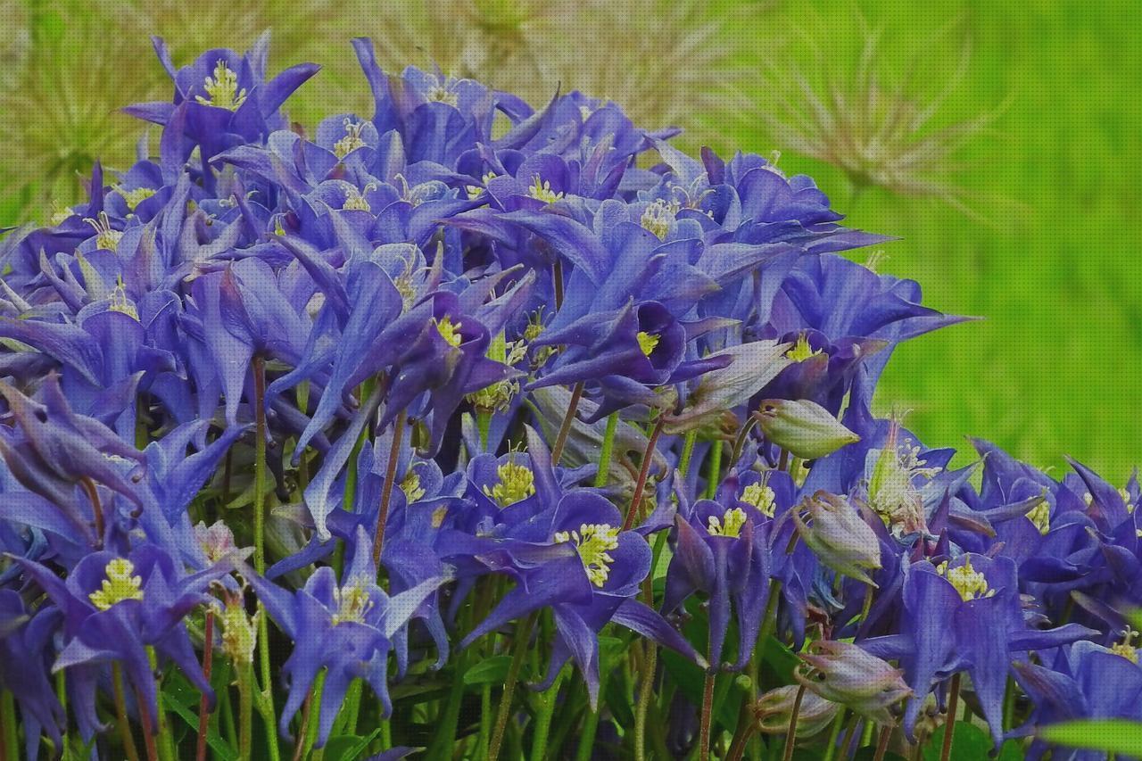 Las mejores violeta de genciana