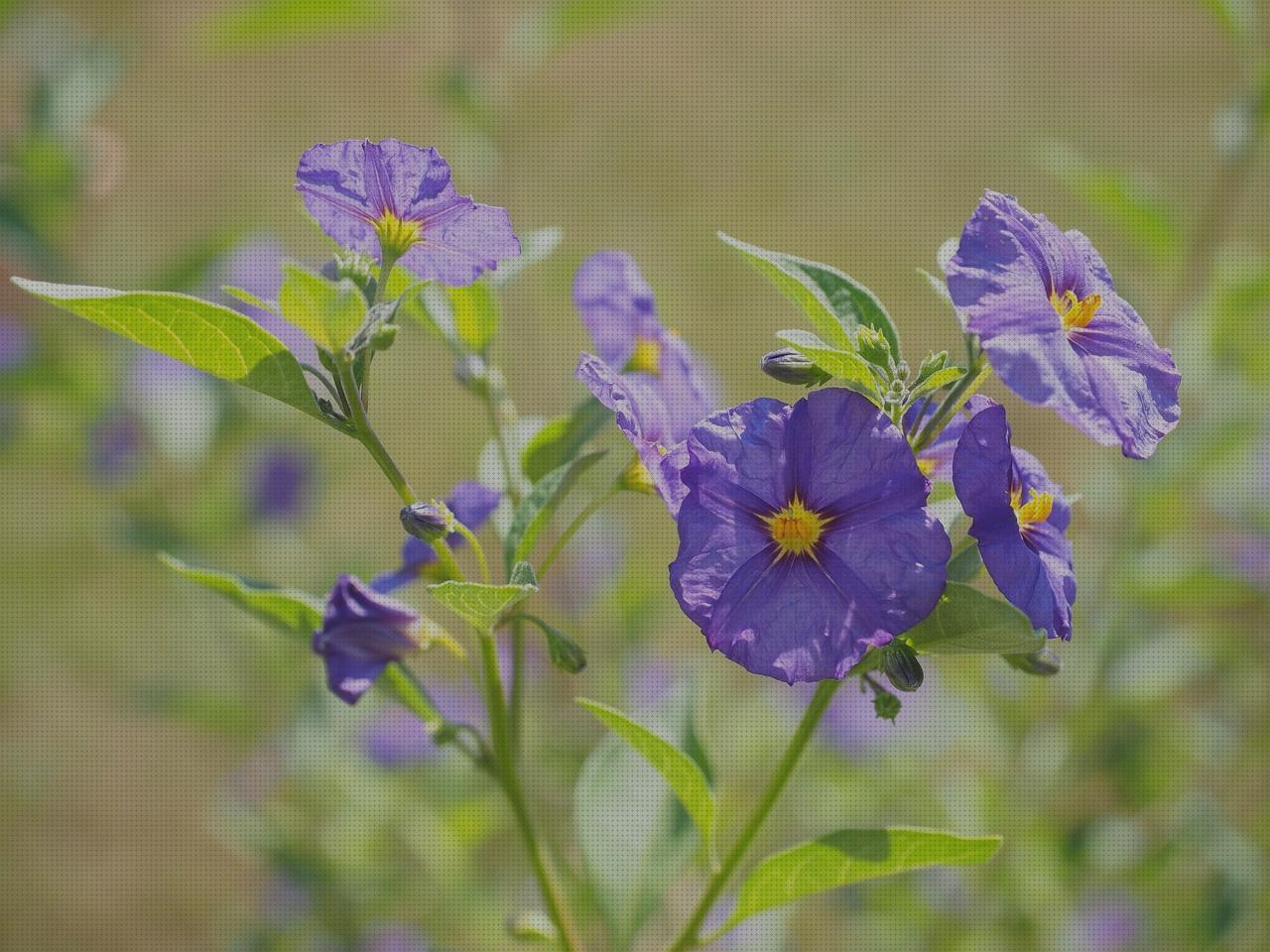 Review de violeta de genciana